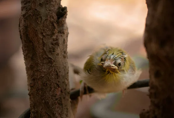 Warbling White Eye Baby Bird Sitting Branch Closeup Image — Stock Photo, Image