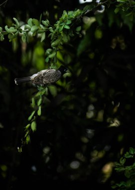 Ağacın dalında asılı kırmızı bir bulbul.