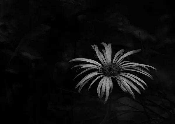 Черно Белое Изображение Цветка Джерберы Темной Подстилкой — стоковое фото
