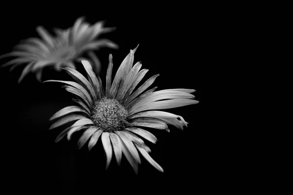 Imagen Blanco Negro Flor Jerbera Con Fondo Oscuro — Foto de Stock