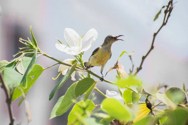 Pájaro Sastre Cantando Rama Del Árbol — Foto de Stock