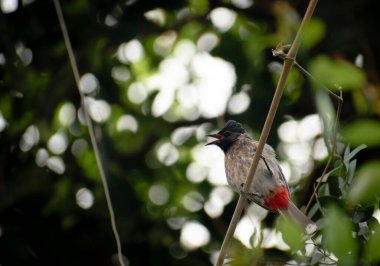 Aşağıdan çekilen ve arka planda bokeh olan bir dal üzerinde oturan bir bulbul