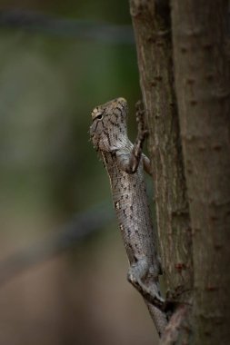 Ağacın dalında bir doğulu bahçe kertenkelesi