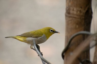 A warbling white eye bird sitting close image clipart