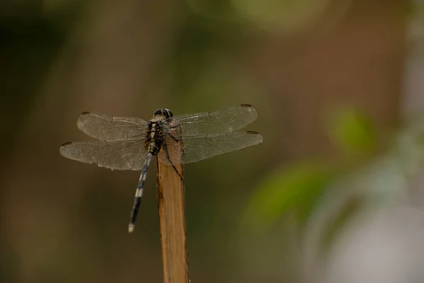 Dragonfly Sitting Wooden Pole Open Wings — Stock Photo, Image