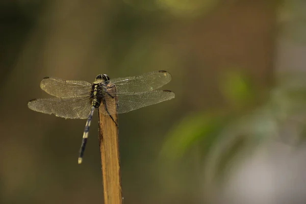 Backside Image Dragonfly — Stock Photo, Image