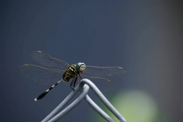 Closeup Image Dragonfly Sitting Fence Open Wings — Stock Photo, Image