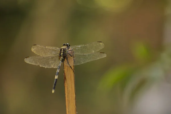Dragonfly Sitting Open Wings — Stock Photo, Image