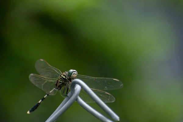 Close Image Dragonfly Shallow Depth Background Fence — Stock Photo, Image