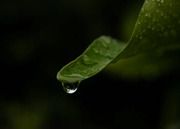 Closeup Image Water Drops Edge Leaf — Stock Photo, Image