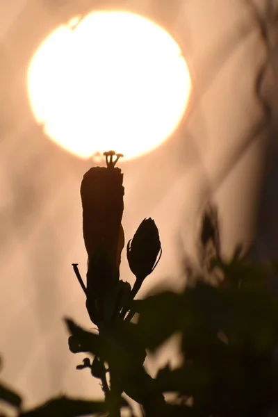 Силуэт Изображения Бутона Цветка Солнцем Заднем Плане — стоковое фото