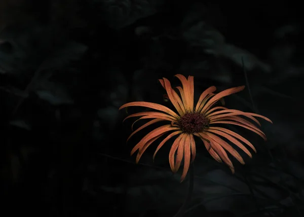 Una Flor Jerbera Naranja Con Fondo Oscuro — Foto de Stock