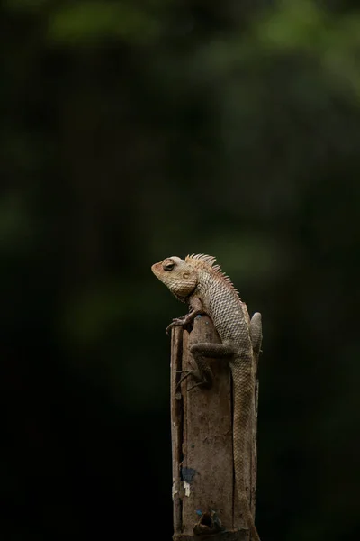 A oriental garden lizard sitting on wooden pole with dark background backside view