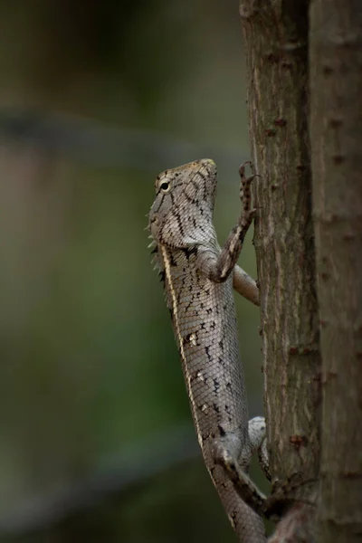 Oriental Garden Lizard Close Image Sitting Branch — Stock Photo, Image