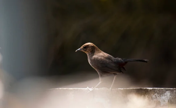 一只印第安知更鸟坐在水泥柱子上 — 图库照片