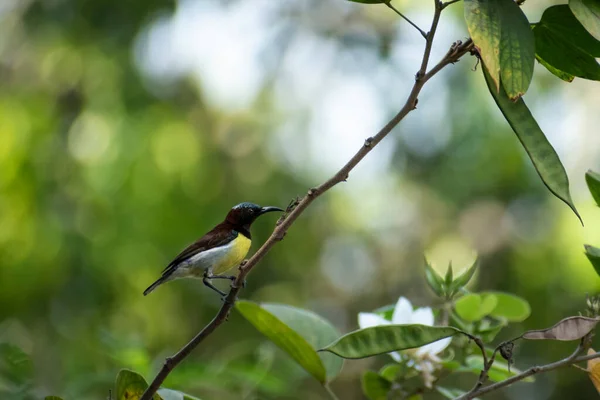 Pájaro Solar Sentado Rama Del Árbol Con Fondo Bokeh — Foto de Stock