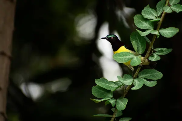 Pájaro Soleado Morado Escondido Detrás Las Hojas Con Fondo Oscuro — Foto de Stock