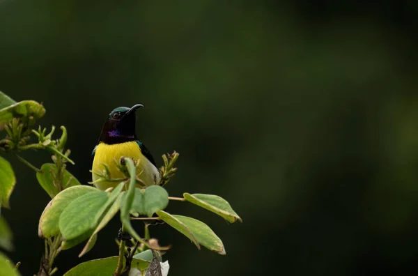 Фиолетовая Солнечная Птица Сидящая Листьях Неглубоком Фоне — стоковое фото