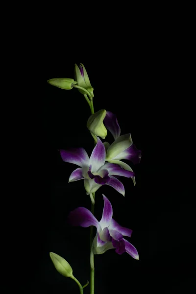 Fiore Viola Del Orchid Con Sfondo Scuro — Foto Stock