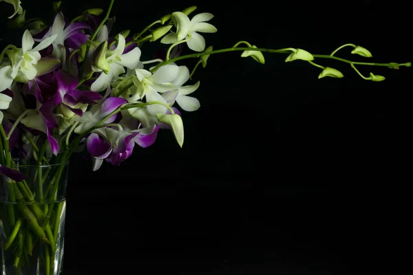 Una Flor Orquídea Blanca Púrpura Con Fondo Oscuro Mucho Espacio — Foto de Stock