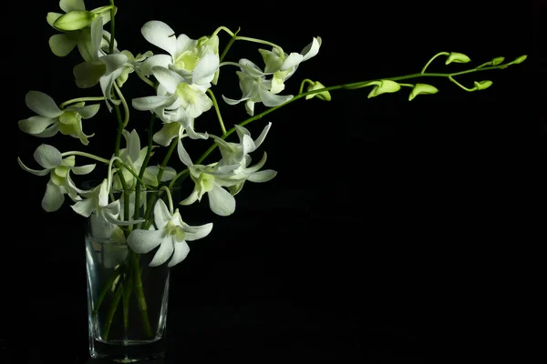 Una Flor Orquídea Blanca Vidrio Con Fondo Oscuro Mucho Espacio — Foto de Stock