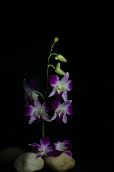Fiore Viola Del Orchid Con Sfondo Scuro Molto Spazio Vuoto — Foto Stock