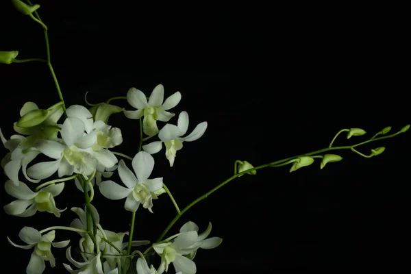 Una Flor Orquídea Blanca Maceta Con Fondo Oscuro Mucho Espacio — Foto de Stock