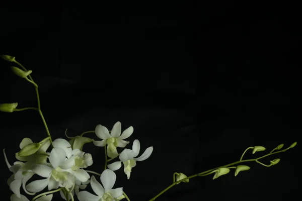 Ένα Λευκό Λουλούδι Ορχιδέας Γλάστρα Σκούρο Φόντο Και Πολύ Κενό — Φωτογραφία Αρχείου