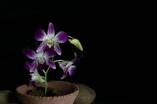 Eine Lila Orchideenblume Auf Topf Mit Dunklem Hintergrund Und Viel — Stockfoto