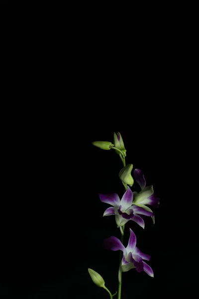 Фиолетовый Цветок Орхидеи Темным Фоном Много Свободного Места Изображении Написать — стоковое фото