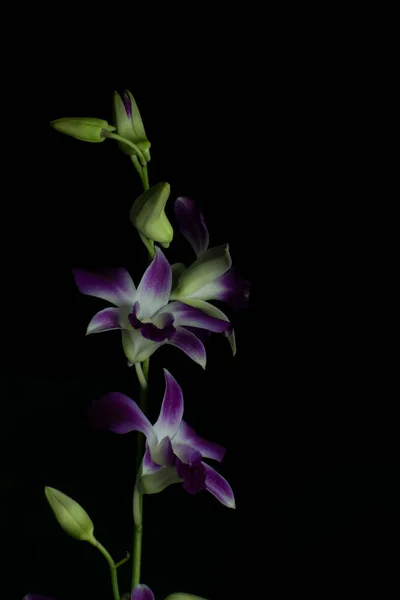 Una Flor Orquídea Púrpura Con Fondo Oscuro Mucho Espacio Vacío — Foto de Stock