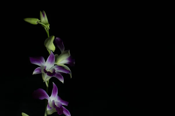 Una Flor Orquídea Púrpura Con Fondo Oscuro — Foto de Stock