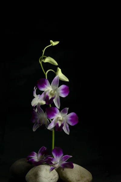 Une Fleur Orchidée Pourpre Avec Fond Sombre Beaucoup Espace Vide — Photo