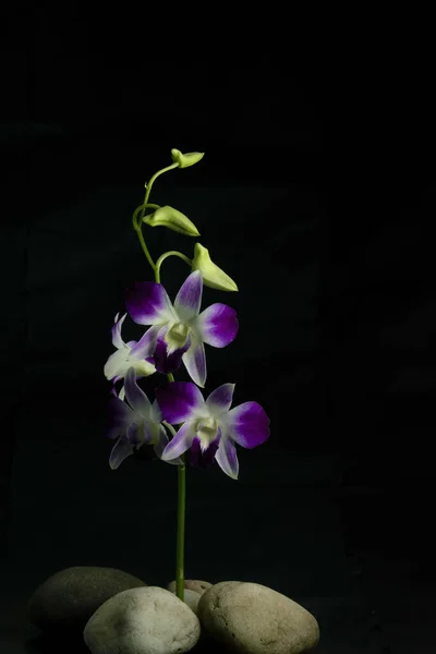 Eine Lila Orchideenblume Mit Dunklem Hintergrund Und Viel Leerraum Bild — Stockfoto