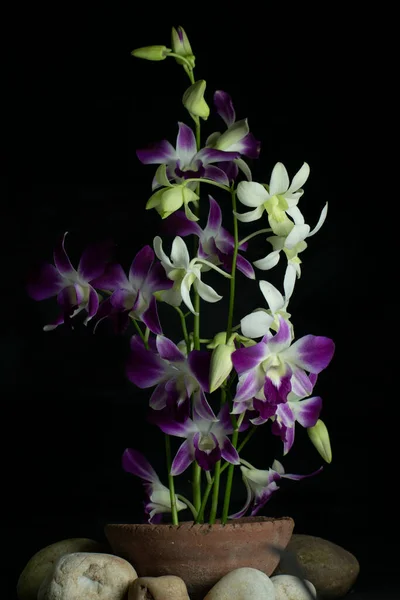 Une Fleur Orchidée Pourpre Blanche Avec Fond Sombre Beaucoup Espace — Photo