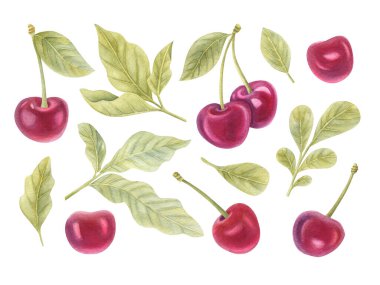 Açık arkaplanda kiraz ve yaprakların suluboya seti. Meyvelerin parlak suluboya çizimi.