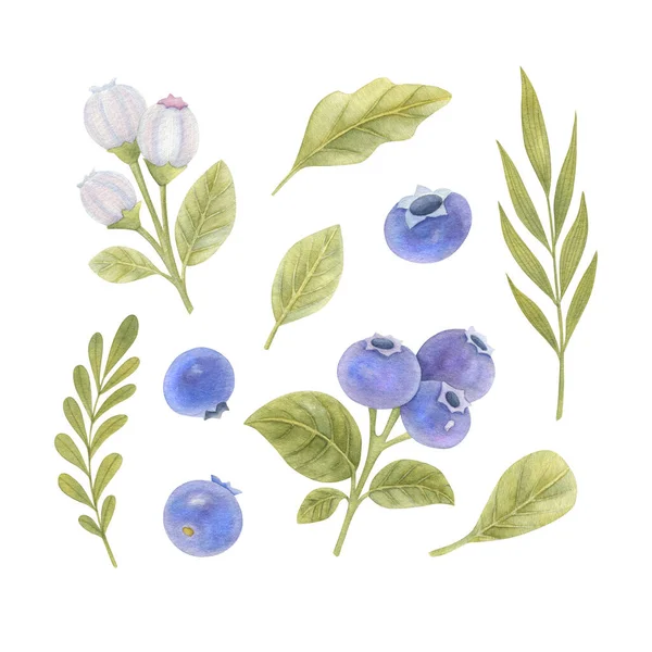 Watercolor Set Blueberries Flowers Leaves Light Background Bright Watercolor Floral — Stock Photo, Image