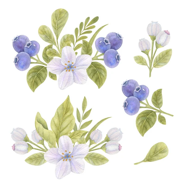 Watercolor Set Floral Compositions Blueberries Flowers Leaves Light Background Bright — Stock Photo, Image