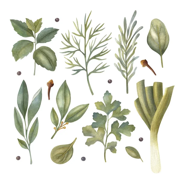 Watercolor Set Fresh Herbs Mint Rosemary Parsley Sage Bay Leaf — Stock Photo, Image