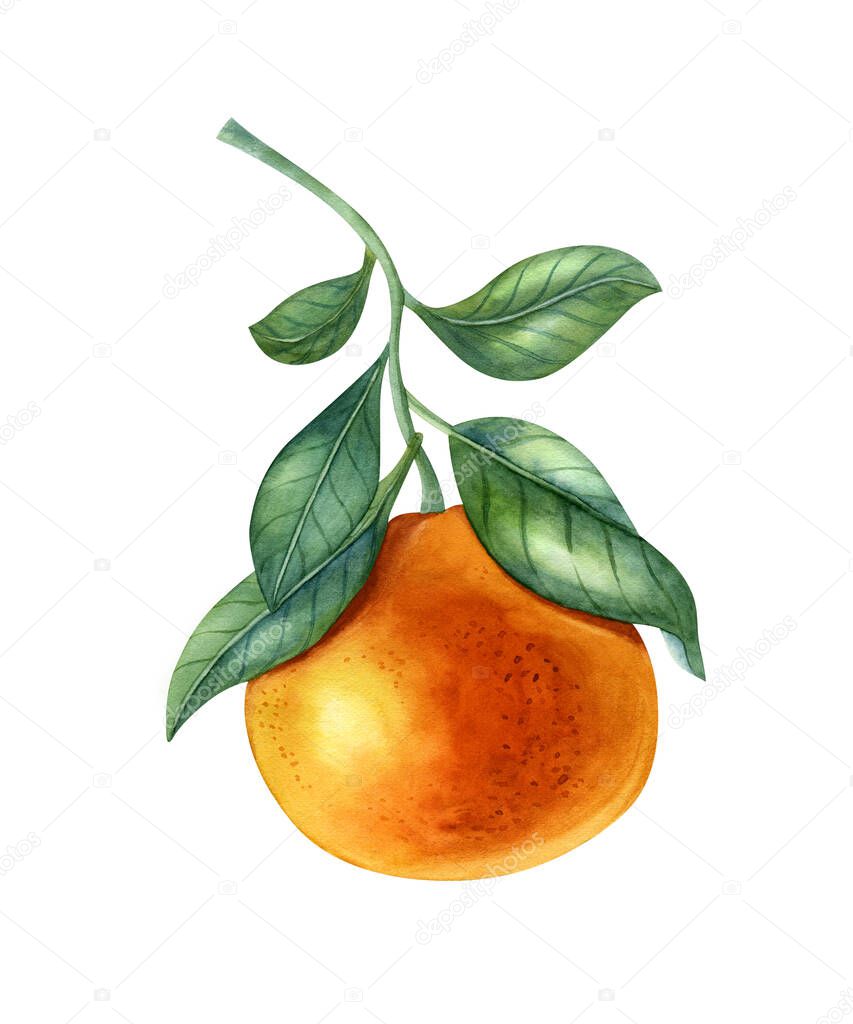 Watercolor orange on the light background. Bright illustration of healthy fresh food. Ideal for greeting card, invitation, banner, poster.