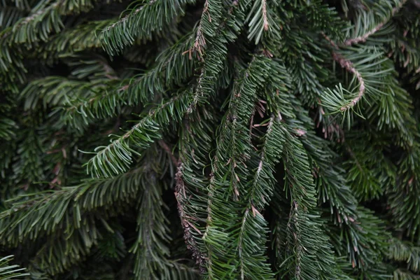 ツリーの緑の枝 木の枝に針 — ストック写真