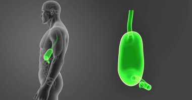 İnsan erkek vücudunda ve mide renkli tıbbi çizimi
