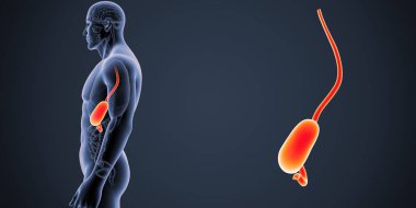 İnsan erkek vücudunda ve mide renkli tıbbi çizimi