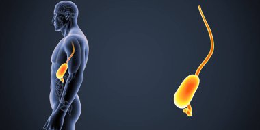 İnsan erkek vücudunda ve mide renkli tıbbi çizimi