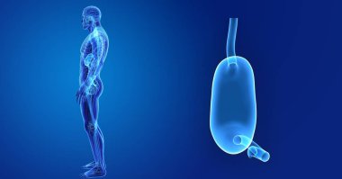 İnsan erkek vücudunda ve mide renkli tıbbi çizimi