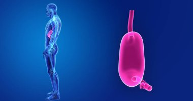 İnsan erkek vücudunda ve mide renkli tıbbi çizimi