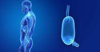 İnsan erkek vücudunda ve mide renkli tıbbi çizimi