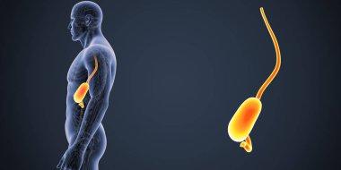 İnsan erkek vücudunda ve mide renkli tıbbi çizimi