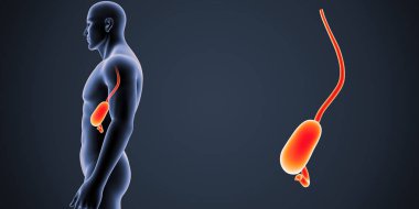 İnsan erkek vücudunda ve mide renkli tıbbi çizimi