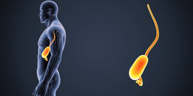 İnsan erkek vücudunda ve mide renkli tıbbi çizimi